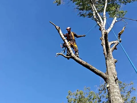 Trefelling